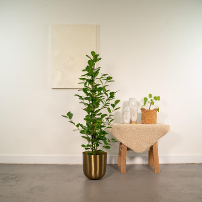 Kamerplant - Ficus microcarpa Moclame - Inclusief sierpot - Pot Ø 21cm Hoogte ↕ 95cm