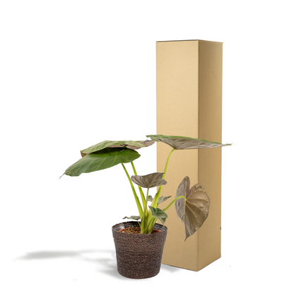 Kamerplant - Alocasia Wentii + Mand Igmar - Pot Ø 19cm Hoogte ↕ 65cm