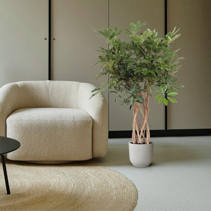 XL Kamerplant - Schefflera Arboricola Compacta Gevlochten Stam - Pot Ø 30cm Hoogte ↕ 130cm