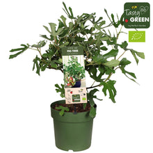 Buitenplant - Ficus Carica 'Little Miss Figgy' Bio - Vijgenboom - Pot Ø 23cm Hoogte ↕ 50cm
