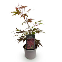Buitenplant - Acer palmatum 'Atropurpureum' - Pot Ø 12cm Hoogte ↕ 35cm