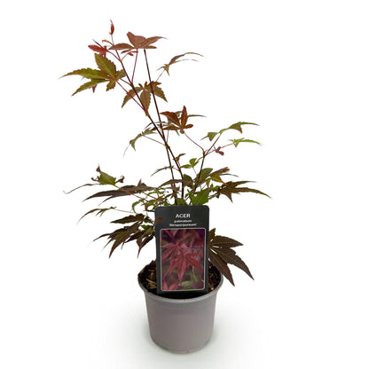 Buitenplant - Acer palmatum 'Atropurpureum' - Pot Ø 12cm Hoogte ↕ 35cm