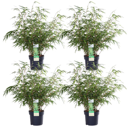 Buitenplant 4x Fargesia rufa - Groenblijvend - Pot Ø 19cm Hoogte ↕ 60cm