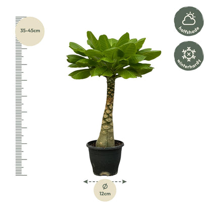 Kamerplant - Brighamia Insignis - Pot Ø 12cm Hoogte ↕ 25cm