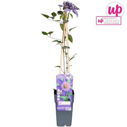 Buitenplant - Clematis 'Multi Blue' - Bloeiend - Pot Ø 15cm Hoogte ↕ 65cm
