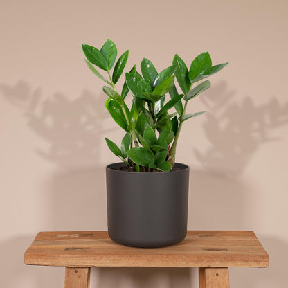 Kamerplant - Zamioculcas - Pot Ø 12cm Hoogte ↕ 35cm