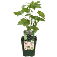 Buitenplant - Ribes nigrum 'Ben Nevis' - Zwarte bes - Pot Ø 13cm Hoogte ↕ 45cm