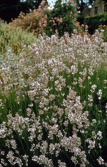 Buitenplant 12x Lavandula int. 'Edelweiss' - Bloeiend - Pot Ø 9cm Hoogte ↕ 10-25cm