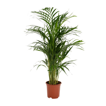 Kamerplant - Dypsis Lutescens (Areca Palm) - Hoogte ↕ 12-230cm