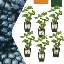 Buitenplant 6x Biologische Bramenplant - Pot Ø 13cm Hoogte ↕ 20cm