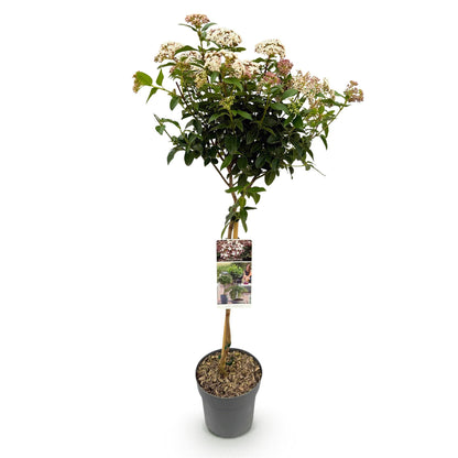 Buitenplant - Viburnum tinus op stam - Winterhard - Pot Ø 19cm Hoogte ↕ 90cm