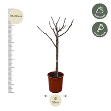 Buitenplant - Ficus Carica op stam - Pot Ø 20cm Hoogte ↕ 100cm