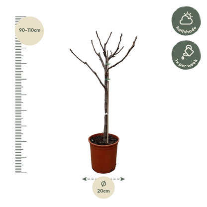 Buitenplant - Ficus Carica op stam - Pot Ø 20cm Hoogte ↕ 100cm