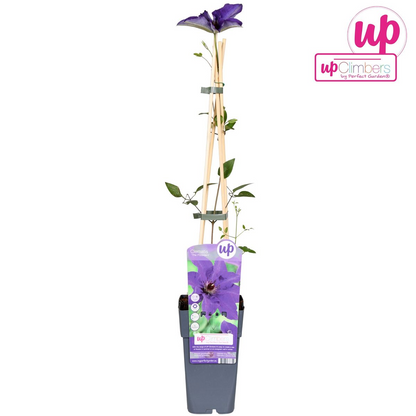 Buitenplant - Clematis 'The President' - Bloeiend - Pot Ø 15cm Hoogte ↕ 65cm