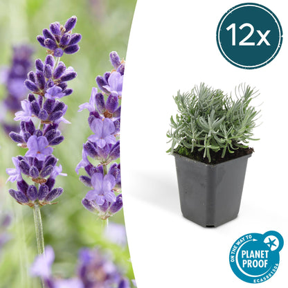 Buitenplant 12x Lavandula 'Hidcote' - Bloeiend - Pot Ø 9cm Hoogte ↕ 10-25cm