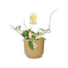 Kamerplant - Hoya Carnosa 'Krimson Queen' - Pot Ø 14cm Hoogte ↕ 15cm