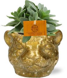 Kamerplant - Senecio Cephalophorus - Pot Ø 10,5cm Hoogte ↕ 15cm