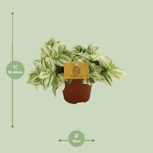 Kamerplant - Tradescantia Brightness - Pot Ø 12cm Hoogte ↕ 20cm