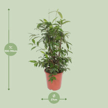 Kamerplant - Dracaena Surculosa - Pot Ø 27cm Hoogte ↕ 110cm