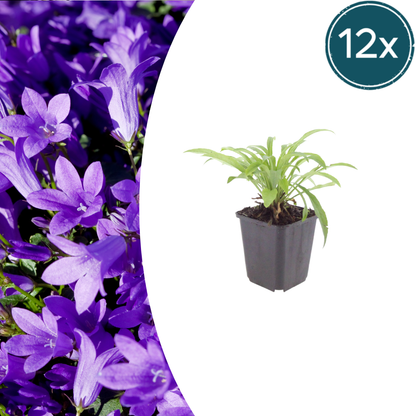 Buitenplant 12x Campanula pers. 'Coerulea' - Bloeiend - Pot Ø 9cm Hoogte ↕ 10-25cm