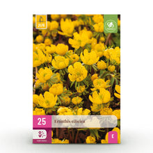 Buitenplant 25x Eranthis Cilicica - Bloembollen Geel - Bolmaat 4/5