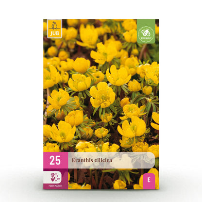 Buitenplant 25x Eranthis Cilicica - Bloembollen Geel - Bolmaat 4/5