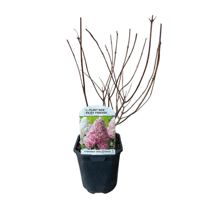 Buitenplant - Hydrangea panniculata 'Vanille Fraise' - Bloeiend - Pot Ø 17cm Hoogte ↕ 50cm