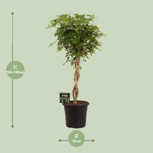 XL kamerplant - Schefflera Arb. Gold Capella - Luchtzuiverend - Pot Ø 32cm Hoogte ↕ 130cm