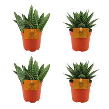Kamerplant 4x mix - 2x Aloe Paradisicum + 2x Gasteria Hybride Aurora - Pot Ø 10.5cm Hoogte ↕ 10cm