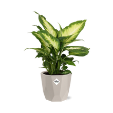 Kamerplant - Dieffenbachia 'Camilla' - Pot Ø 14cm