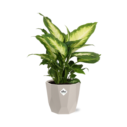 Kamerplant - Dieffenbachia 'Camilla' - Pot Ø 14cm