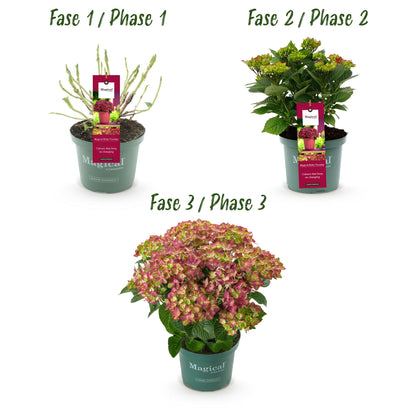 Buitenplant - Hydrangea Magical Tuesday & Saphire - Rood - Pot Ø 23cm Hoogte ↕ 55cm