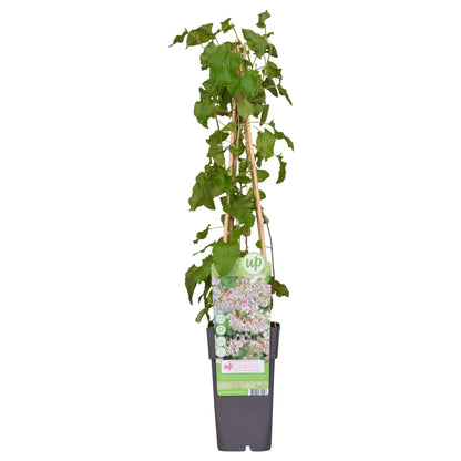 Buitenplant - Fallopia baldschuanica - Bruidsluier - Pot Ø 15cm Hoogte ↕ 65cm