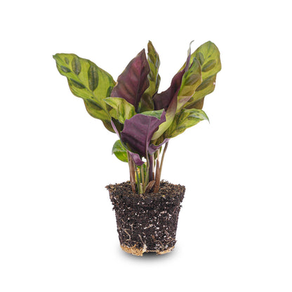 Kamerplant - Calathea Lancifolia - Pot Ø 6cm