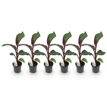 Buitenplant 6x Ensete ventricosum Maurelli - Winterhard - Pot Ø 17cm Hoogte ↕ 40cm