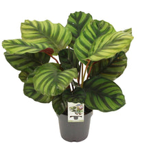 Kamerplant - Calathea Fasciata - Pot Ø 14cm Hoogte ↕ 50cm