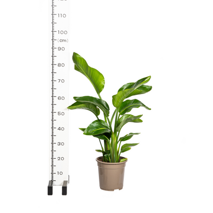 Kamerplant - Strelitzia Nicolai - Pot Ø 21cm Hoogte ↕ 90-110cm