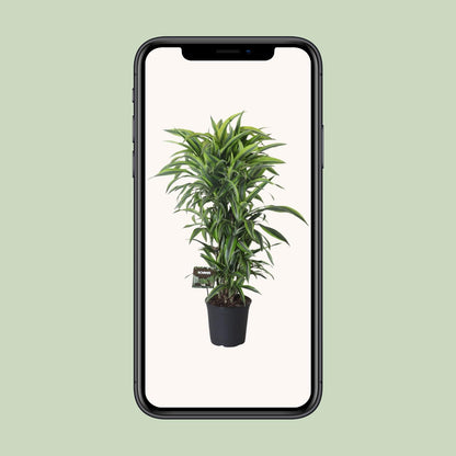 XL kamerplant - Dracaena Fragrans Lemon Lime Vertakt - Pot Ø 27cm Hoogte ↕ 120cm