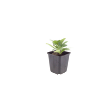 Buitenplant 12x Aster frikartii 'Monch' - Bloeiend - Pot Ø 9cm Hoogte ↕ 10-25cm