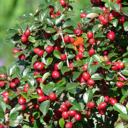 Buitenplant 6x Cotoneaster dam. 'Major' - Pot Ø 9cm Hoogte ↕ 25cm