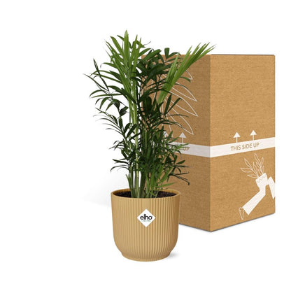 Kamerplant - Chamaedorea Elegans - Pot Ø 14cm