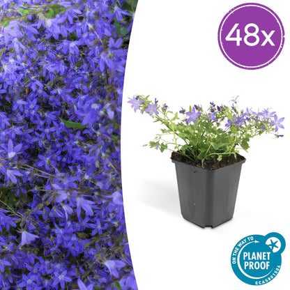 Buitenplant 48x Campanula poscharskyana 'Stella' - Bloeiend - Pot Ø 9cm Hoogte ↕ 10-25cm