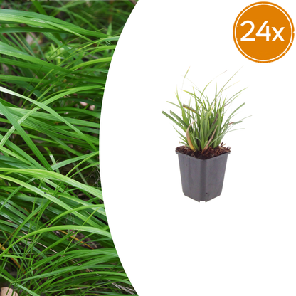 Buitenplant 24x Carex morrowii - Pot Ø 9cm Hoogte ↕ 10-25cm