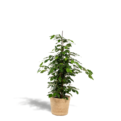 Kamerplant - Ficus benjamina Danielle - Inclusief mand - Pot Ø 21cm Hoogte ↕ 95cm