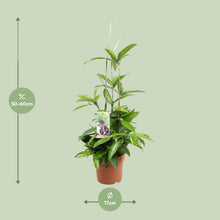 Kamerplant - Dracaena Surculosa - Pot Ø 17cm Hoogte ↕ 55cm