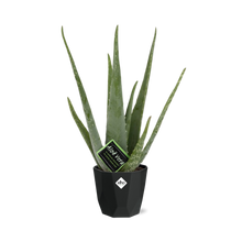 Kamerplant - Aloe Vera - Pot Ø 14cm Hoogte ↕ 12cm