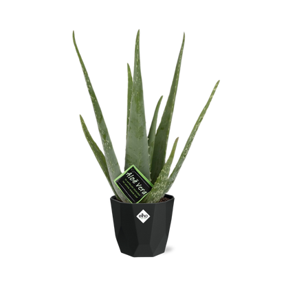 Kamerplant - Aloe Vera - Pot Ø 14cm Hoogte ↕ 12cm