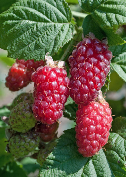 Buitenplant 3x Rubus mix - Bloeiend - Pot Ø 13cm Hoogte ↕ 45cm