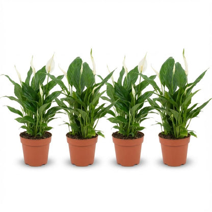 Kamerplant 4x Spathiphyllum Lepelplant - Luchtzuiverend - Pot Ø 12cm Hoogte ↕ 35-40cm