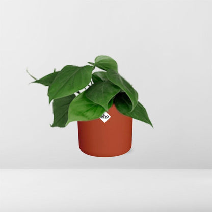 Kamerplant - Philodendron Scandens - Pot Ø 14cm